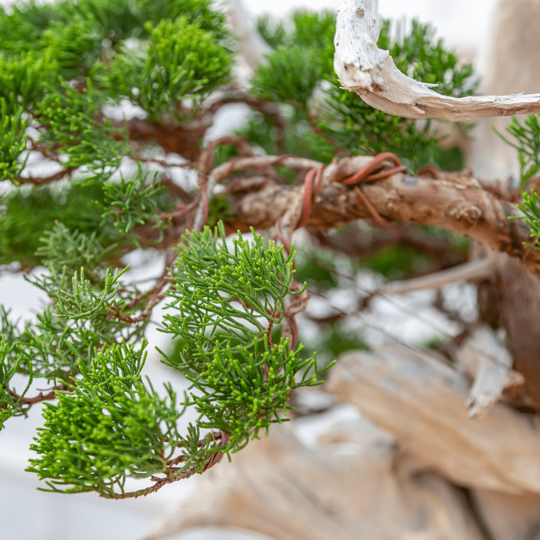 Why, How & When to Wire a Bonsai